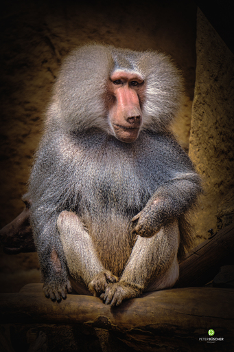 Peter Büscher Fotoart | Bunter Mix | Tierfotograf auf alleFotografen