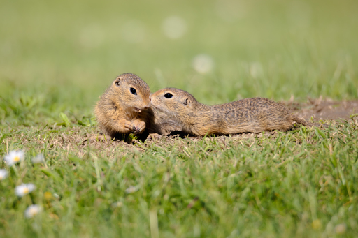 ellenlichtenheldt | Ziesel und Hamster | Architekturfotograf auf alleFotografen
