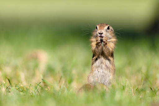 ellenlichtenheldt | Ziesel und Hamster | Stockfotograf auf alleFotografen