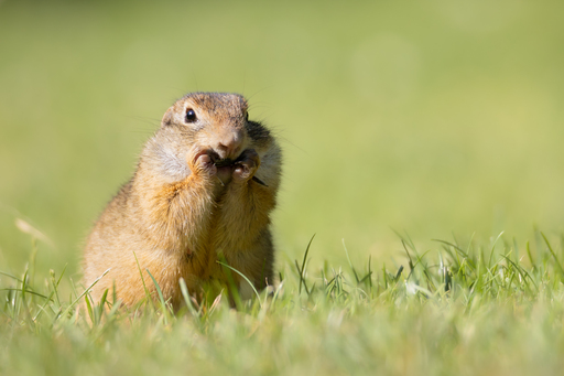 ellenlichtenheldt | Ziesel und Hamster | Architekturfotograf auf alleFotografen