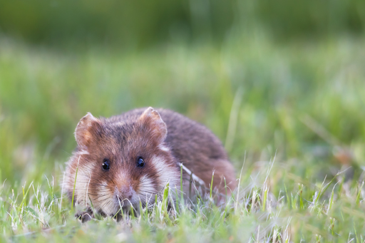 ellenlichtenheldt | Ziesel und Hamster | Stockfotograf auf alleFotografen