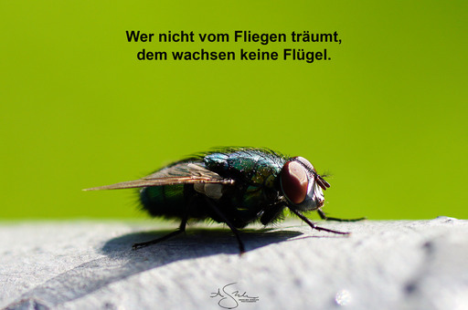 Angel | Sprüche | Tierfotograf auf alleFotografen