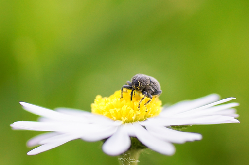 Angel | Tiere | Architekturfotograf auf alleFotografen