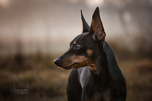 Lisa-Maria Kirchbach Fotografie | Schlappohren und Radiergumminasen | Tierfotograf auf alleFotografen