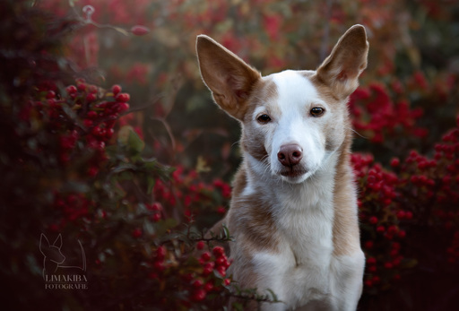 Lisa-Maria Kirchbach Fotografie | Schlappohren und Radiergumminasen | Tierfotograf auf alleFotografen
