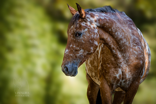 Lisa-Maria Kirchbach Fotografie | Samtnüstern und Seidenmähnen | Hundefotograf auf alleFotografen