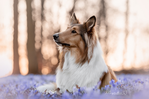 sie.fotografiert.jetzt.pferde | Hunde | Hundefotograf auf alleFotografen
