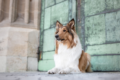 sie.fotografiert.jetzt.pferde | Hunde | Pferdefotograf auf alleFotografen