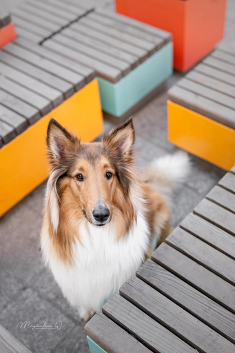 sie.fotografiert.jetzt.pferde | Hunde | Tierfotograf auf alleFotografen