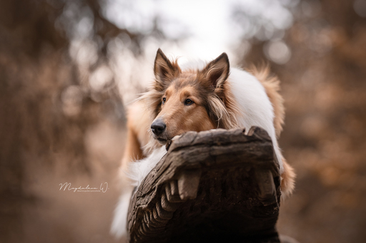 sie.fotografiert.jetzt.pferde | Hunde | Pferdefotograf auf alleFotografen