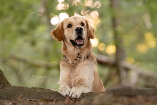 sie.fotografiert.jetzt.pferde | Hunde | Tierfotograf auf alleFotografen