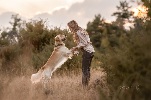 sie.fotografiert.jetzt.pferde | Hunde | Tierfotograf auf alleFotografen
