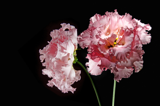 Werbe-Produktfotografie-Essen | Image-Still Life | Modefotograf auf alleFotografen