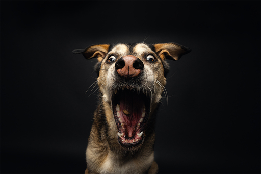 focus ad canes - Hundefotografie  | Hunde im Fotostudio | Hundefotograf auf alleFotografen