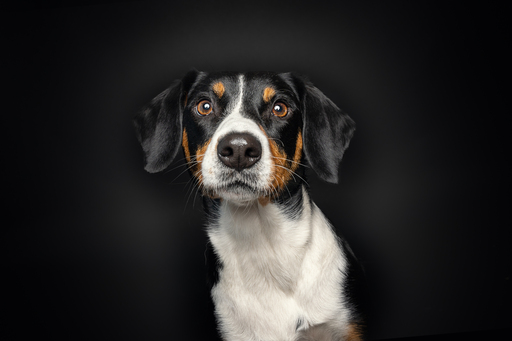 focus ad canes - Hundefotografie  | Hunde im Fotostudio | Tierfotograf auf alleFotografen