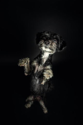 focus ad canes - Hundefotografie  | Hunde im Fotostudio | Tierfotograf auf alleFotografen