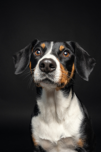 focus ad canes - Hundefotografie  | Hunde im Fotostudio | Werbefotograf auf alleFotografen
