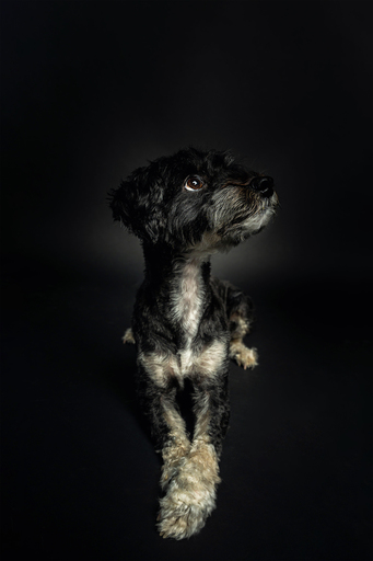 focus ad canes - Hundefotografie  | Hunde im Fotostudio | Hundefotograf auf alleFotografen