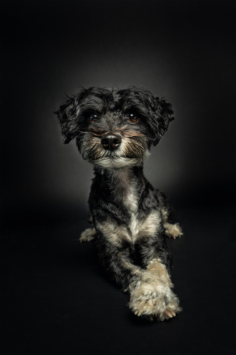 focus ad canes - Hundefotografie  | Hunde im Fotostudio | Werbefotograf auf alleFotografen