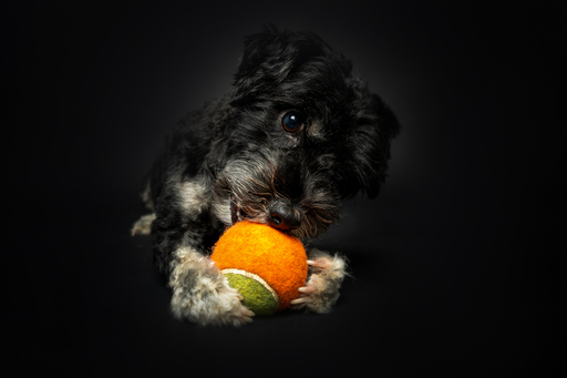 focus ad canes - Hundefotografie  | Hunde im Fotostudio | Werbefotograf auf alleFotografen