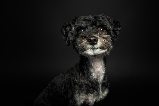 focus ad canes - Hundefotografie  | Hunde im Fotostudio | Hundefotograf auf alleFotografen