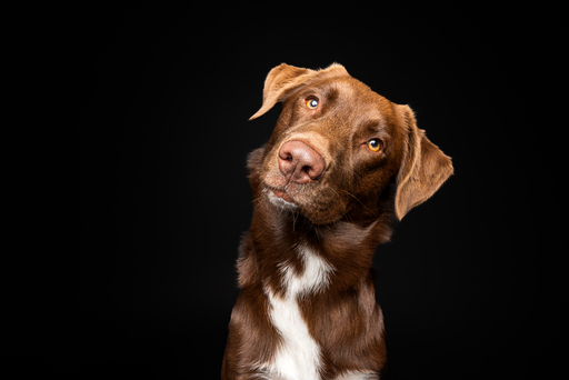 focus ad canes - Hundefotografie  | Hunde im Fotostudio | Werbefotograf auf alleFotografen