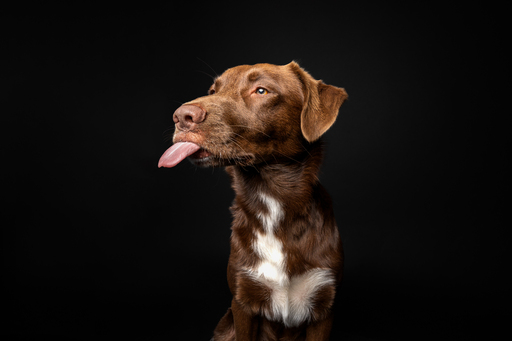 focus ad canes - Hundefotografie  | Hunde im Fotostudio | Hundefotograf auf alleFotografen