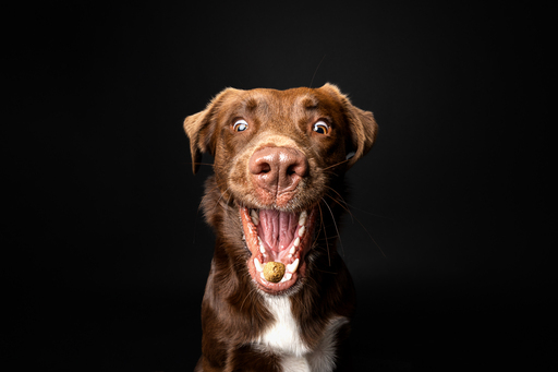 focus ad canes - Hundefotografie  | Hunde im Fotostudio | Werbefotograf auf alleFotografen