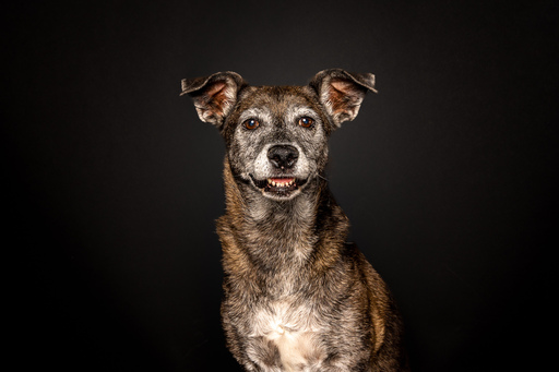 focus ad canes - Hundefotografie  | Hunde im Fotostudio | Werbefotograf auf alleFotografen