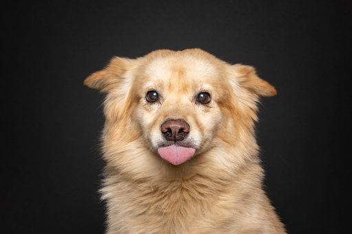 focus ad canes - Hundefotografie  | Hunde im Fotostudio | Werbefotograf auf alleFotografen