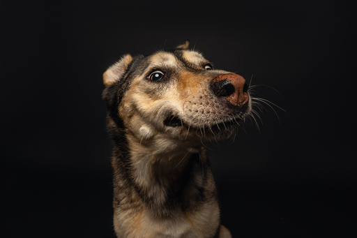 focus ad canes - Hundefotografie  | Hunde im Fotostudio | Werbefotograf auf alleFotografen