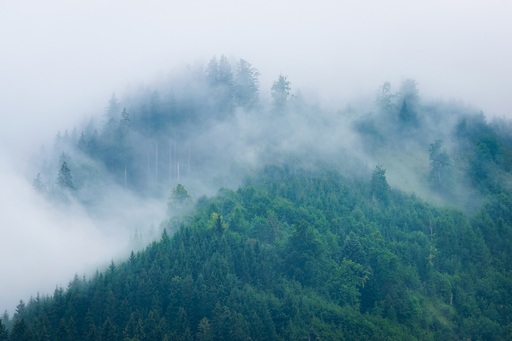 Martin Wasilewski | Wald | Kunstfotograf auf alleFotografen