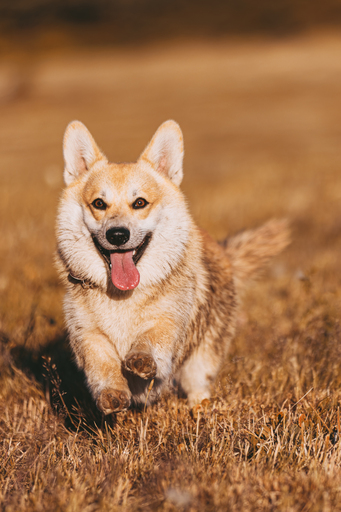 MEINFOTOMANN | Tiere | Pressefotograf auf alleFotografen