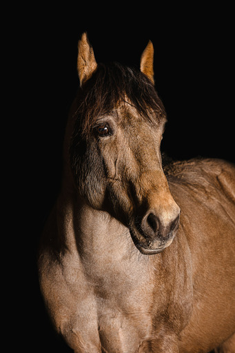 MEINFOTOMANN | Tiere | Bewerbungsfotograf auf alleFotografen