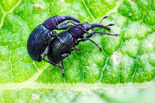 ALCO-EDV FOTO | Natur, Makro | Landschaftsfotograf auf alleFotografen