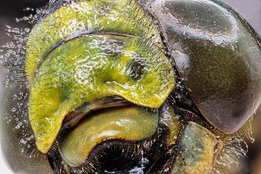 ALCO-EDV FOTO | Natur, Makro | Landschaftsfotograf auf alleFotografen