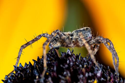 ALCO-EDV FOTO | Natur, Makro | Landschaftsfotograf auf alleFotografen