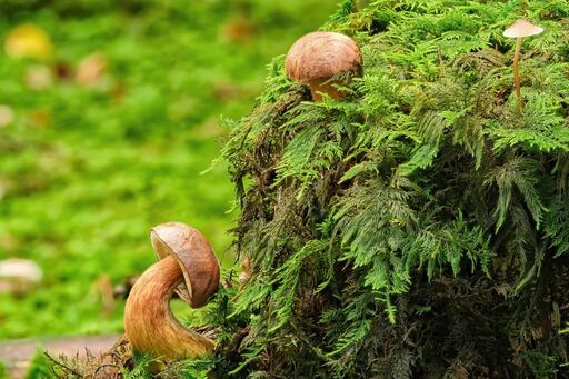 ALCO-EDV FOTO | Natur, Makro | Landschaftsfotograf auf alleFotografen