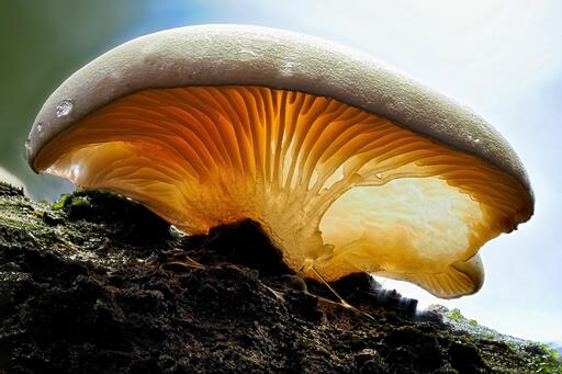 ALCO-EDV FOTO | Natur, Makro | Landschaftsfotograf auf alleFotografen