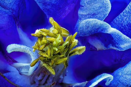 ALCO-EDV FOTO | Natur, Makro | Landschaftsfotograf auf alleFotografen