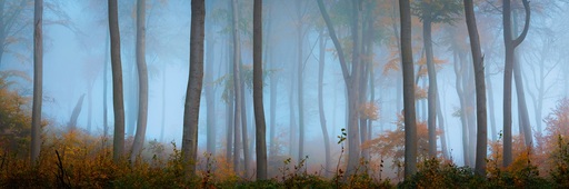 Martin Wasilewski | Wald | Architekturfotograf auf alleFotografen