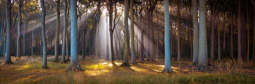 Martin Wasilewski | Wald | Landschaftsfotograf auf alleFotografen