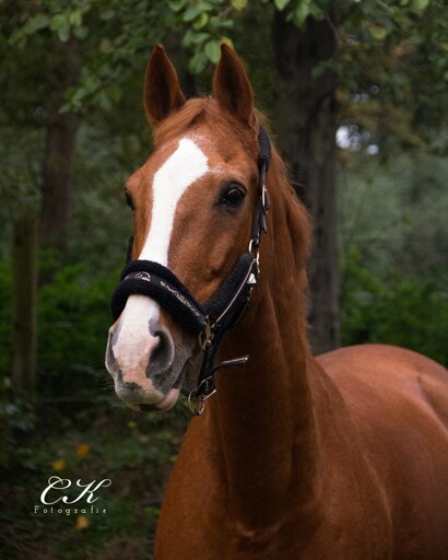 CK. Fotografie | Pferde | Hundefotograf auf alleFotografen