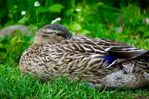 Jörn Nitsche | Tierische Momente | Werbefotograf auf alleFotografen