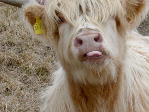 Jörn Nitsche | Tierische Momente | Interiorfotograf auf alleFotografen