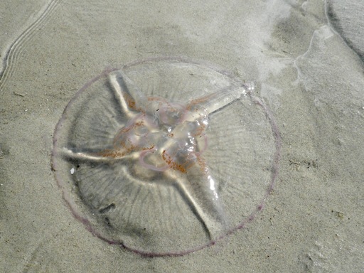 Jörn Nitsche | Motive | Tierfotograf auf alleFotografen