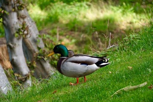 Jörn Nitsche | Tierische Momente | Landschaftsfotograf auf alleFotografen
