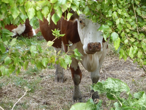 Jörn Nitsche | Tierische Momente | Tierfotograf auf alleFotografen