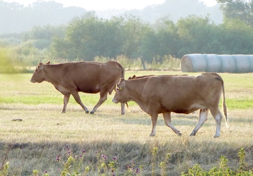 Jörn Nitsche | Tierische Momente | Landschaftsfotograf auf alleFotografen