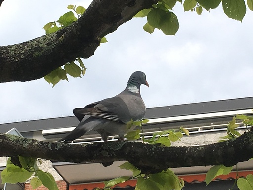 Jörn Nitsche | Tierische Momente | Kunstfotograf auf alleFotografen